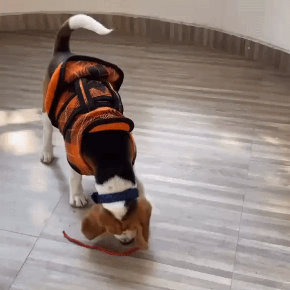 Zoom Ball 2.0